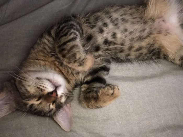 Gato ra a  idade 2 a 6 meses nome Nina