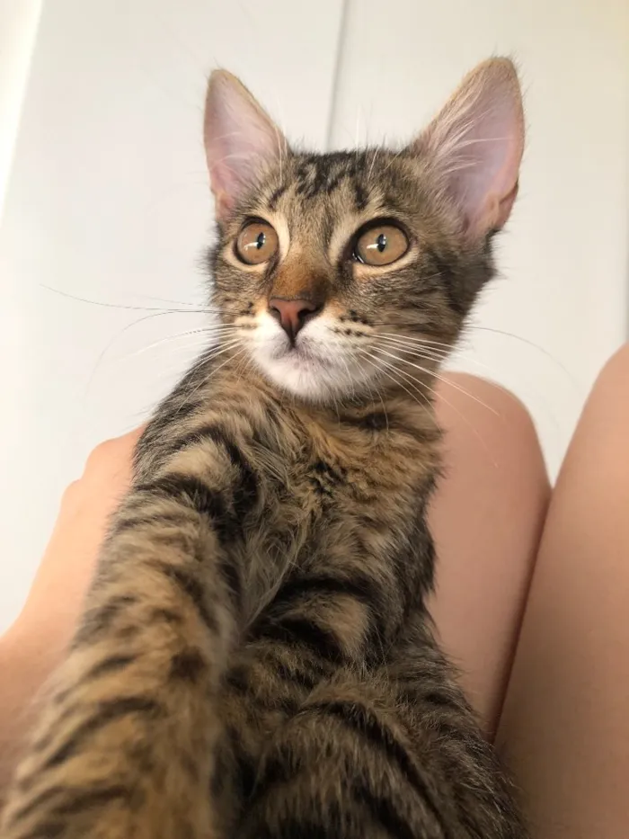 Gato ra a  idade 2 a 6 meses nome Nina