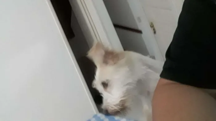 Cachorro ra a SEM RAÇA DEFINIDA idade 2 anos nome Anita