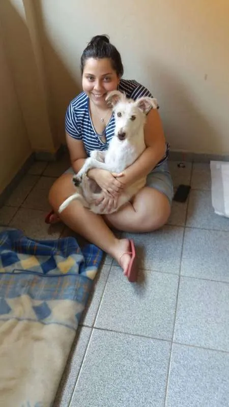Cachorro ra a SEM RAÇA DEFINIDA idade 2 anos nome Anita