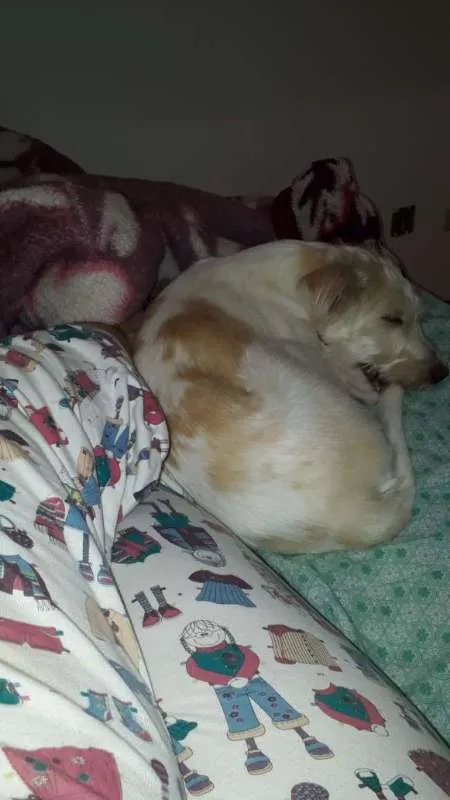 Cachorro ra a SEM RAÇA DEFINIDA idade 2 anos nome Anita
