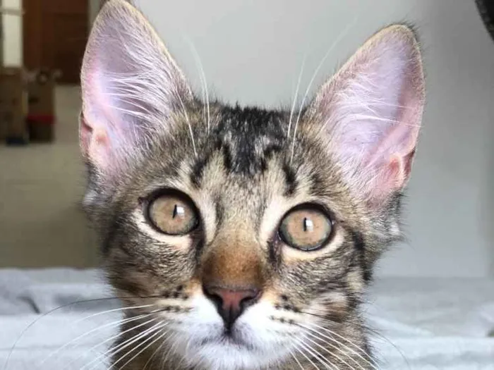 Gato ra a  idade 2 a 6 meses nome Nina