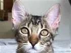 Gato raça  idade 2 a 6 meses nome Nina