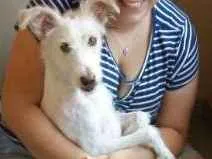 Cachorro ra a SEM RAÇA DEFINIDA idade 2 anos nome Anita