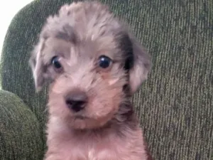 Cachorro raça srd idade Abaixo de 2 meses nome lolito