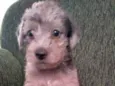 lolito