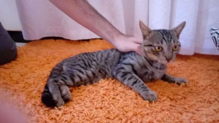 Gato raça Indefinida idade 2 a 6 meses nome Sem nome