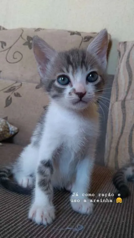 Gato ra a sem raça definida idade 2 a 6 meses nome sem nome