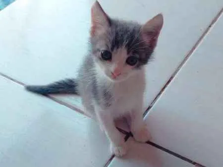 Gato ra a sem raça definida  idade 2 a 6 meses nome sem nome 