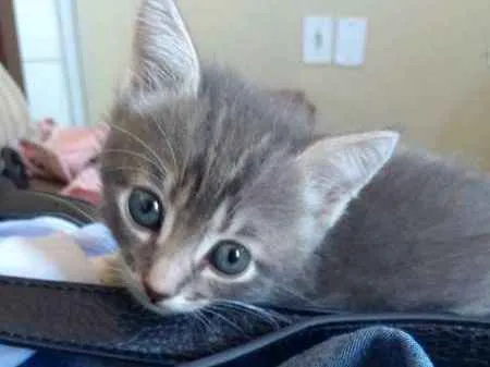 Gato ra a sem raça definida  idade 2 a 6 meses nome sem nome 