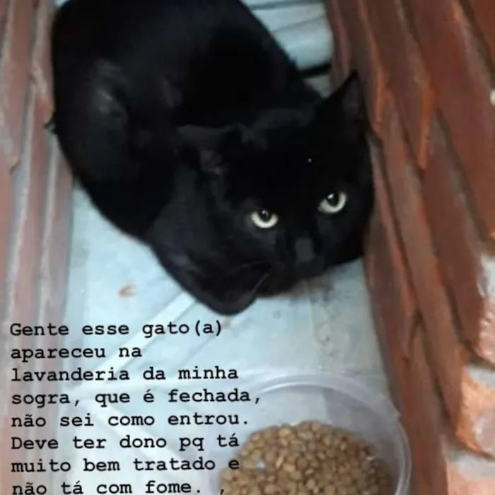 Gato ra a Srd idade 3 anos nome Não sei