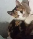 Mimi 