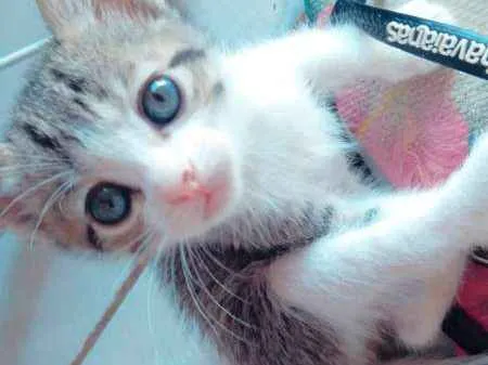 Gato ra a sem raça definida  idade 2 a 6 meses nome sem nome 