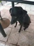 Pretinha e Ayla