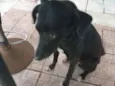 Pretinha e Ayla