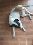 Pretinha e Ayla