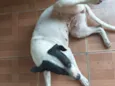 Pretinha e Ayla