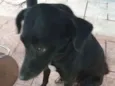 Pretinha e Ayla