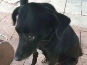 Cachorro raça Sem raça definida idade 4 anos nome Pretinha e Ayla
