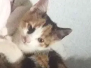 Gato raça SRD idade 2 a 6 meses nome Mimi 
