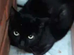 Gato raça Srd idade 3 anos nome Não sei