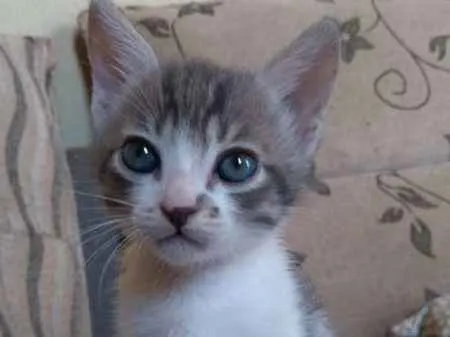 Gato ra a sem raça definida idade 2 a 6 meses nome sem nome