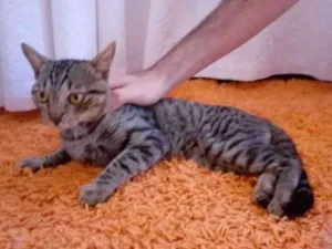 Gato raça Indefinida idade 2 a 6 meses nome Sem nome