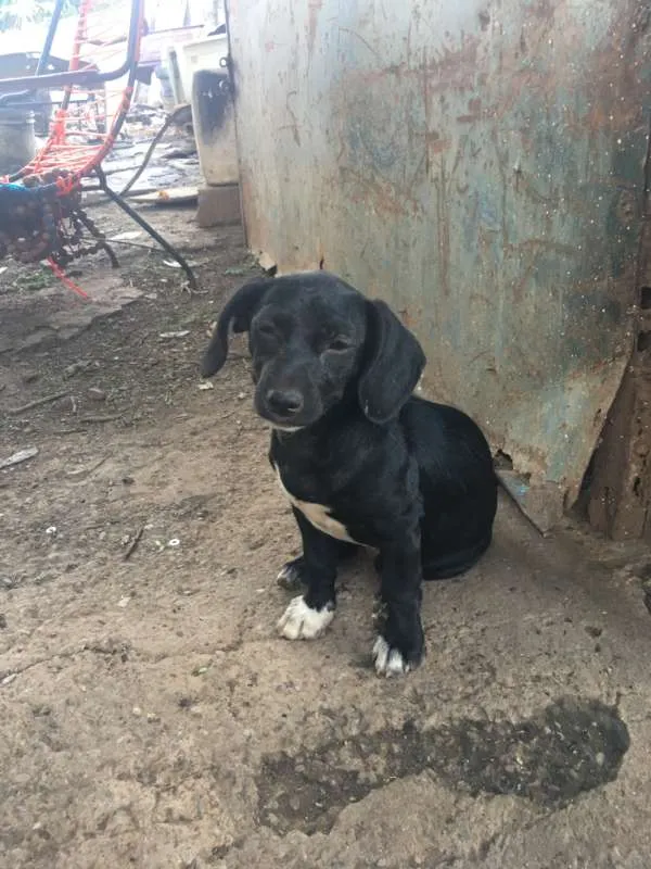 Cachorro ra a vira lata idade 2 a 6 meses nome nao tem