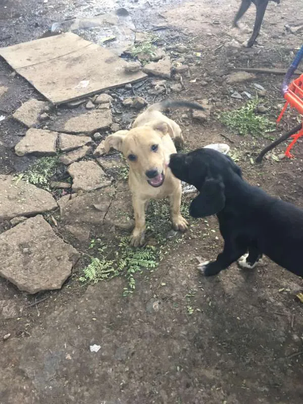 Cachorro ra a vira lata idade 2 a 6 meses nome nao tem