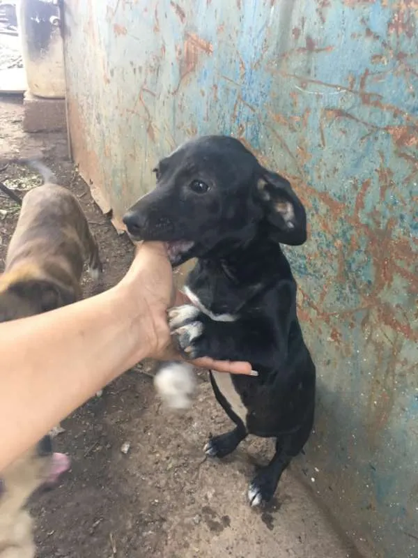 Cachorro ra a vira lata idade 2 a 6 meses nome nao tem