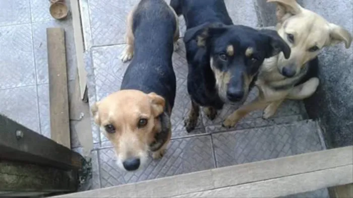 Cachorro ra a Vira Lata  idade  nome Lilo 