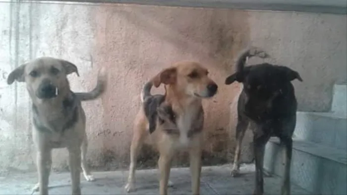 Cachorro ra a Vira Lata  idade  nome Lilo 