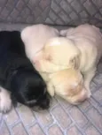 Lilo 
