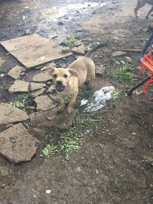 Cachorro ra a vira lata idade 2 a 6 meses nome nao tem