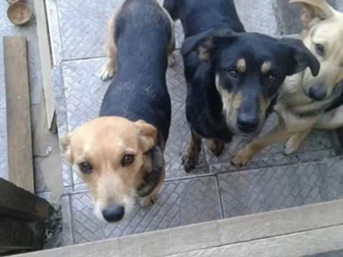 Cachorro ra a Vira Lata  idade  nome Lilo 
