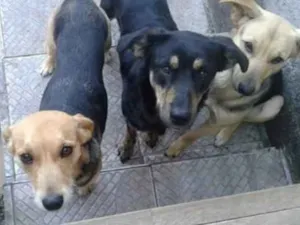 Cachorro raça Vira Lata  idade  nome Lilo 