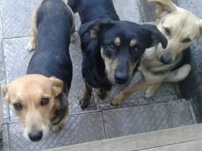 Cachorro ra a Vira Lata  idade  nome Lilo 