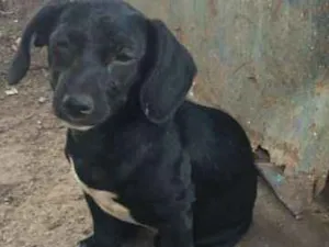 Cachorro raça vira lata idade 2 a 6 meses nome nao tem