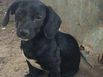 Cachorro ra a vira lata idade 2 a 6 meses nome nao tem