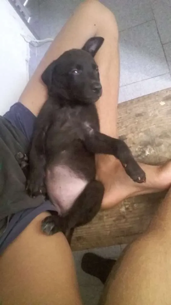Cachorro raça labrador idade 2 a 6 meses nome thalita