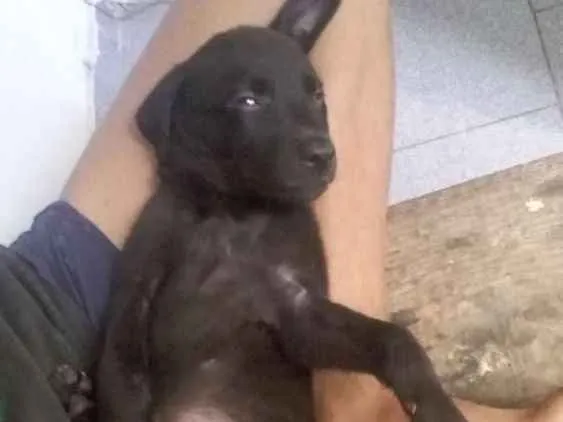 Cachorro raça labrador idade 2 a 6 meses nome thalita