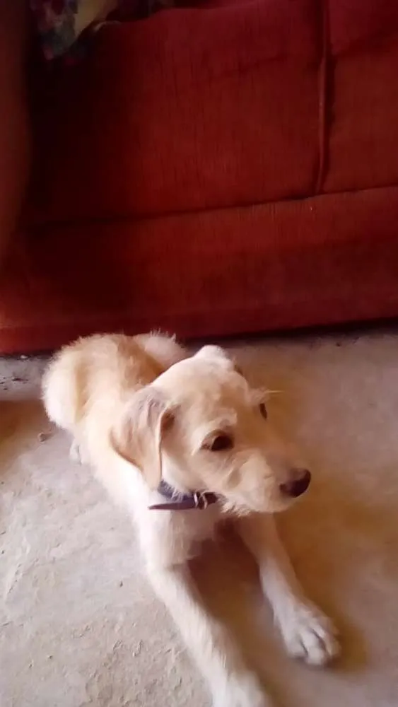Cachorro ra a Srd idade 2 a 6 meses nome Max