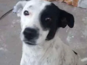 Cachorro raça Indefinida idade 7 a 11 meses nome FOFINHO