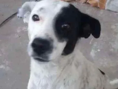 Cachorro raça Indefinida idade 7 a 11 meses nome FOFINHO