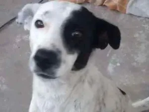 Cachorro raça Indefinida idade 7 a 11 meses nome FOFINHO