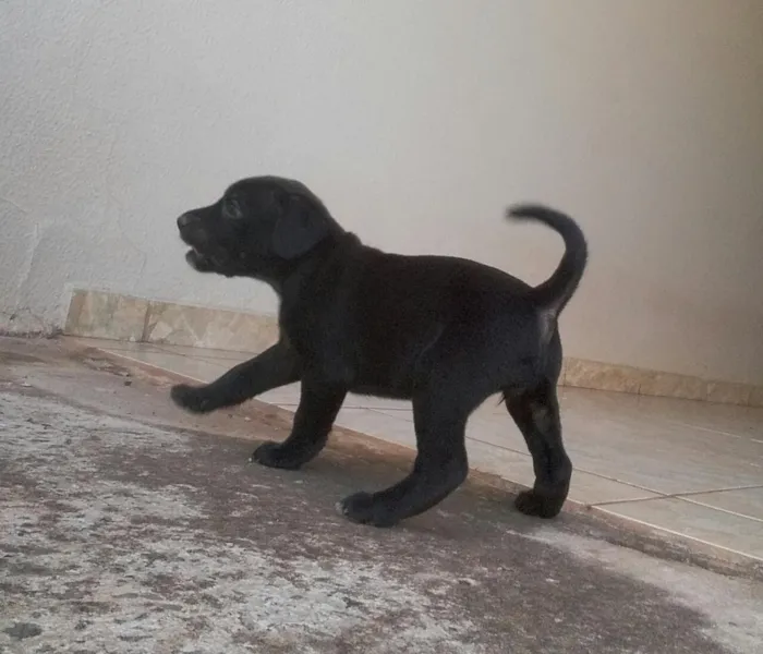 Cachorro ra a Vira Lata idade Abaixo de 2 meses nome Sem nome