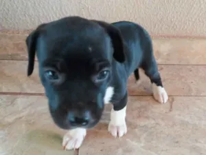 Cachorro raça Vira Lata idade Abaixo de 2 meses nome Sem nome