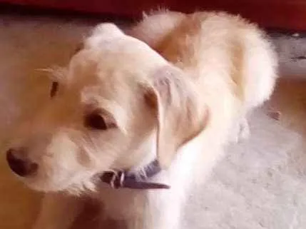 Cachorro ra a Srd idade 2 a 6 meses nome Max