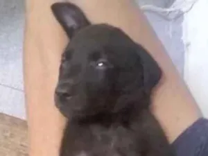Cachorro raça labrador idade 2 a 6 meses nome thalita