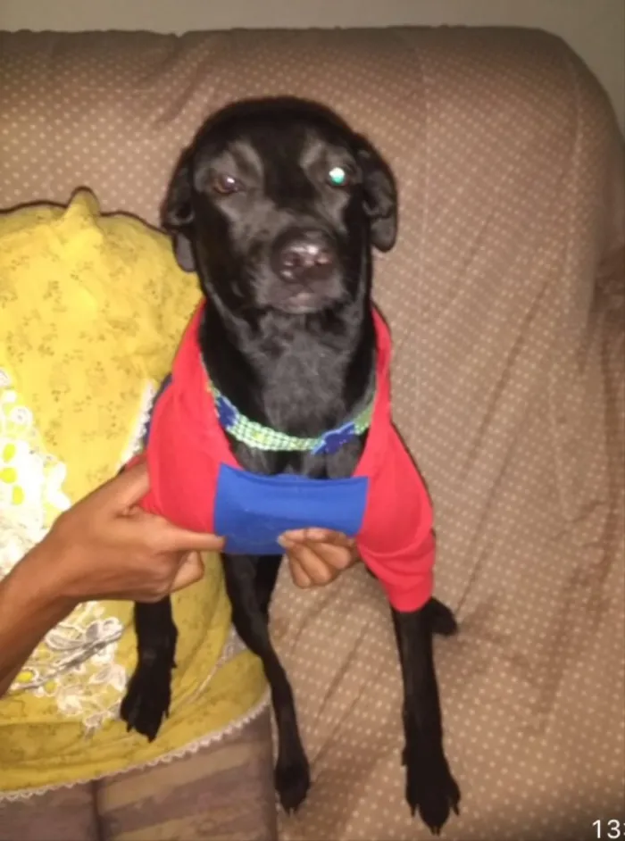 Cachorro ra a SRD idade 7 a 11 meses nome Rubi 